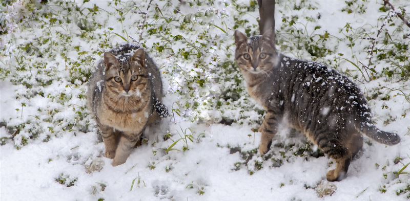 2 Cats Playing in Snow