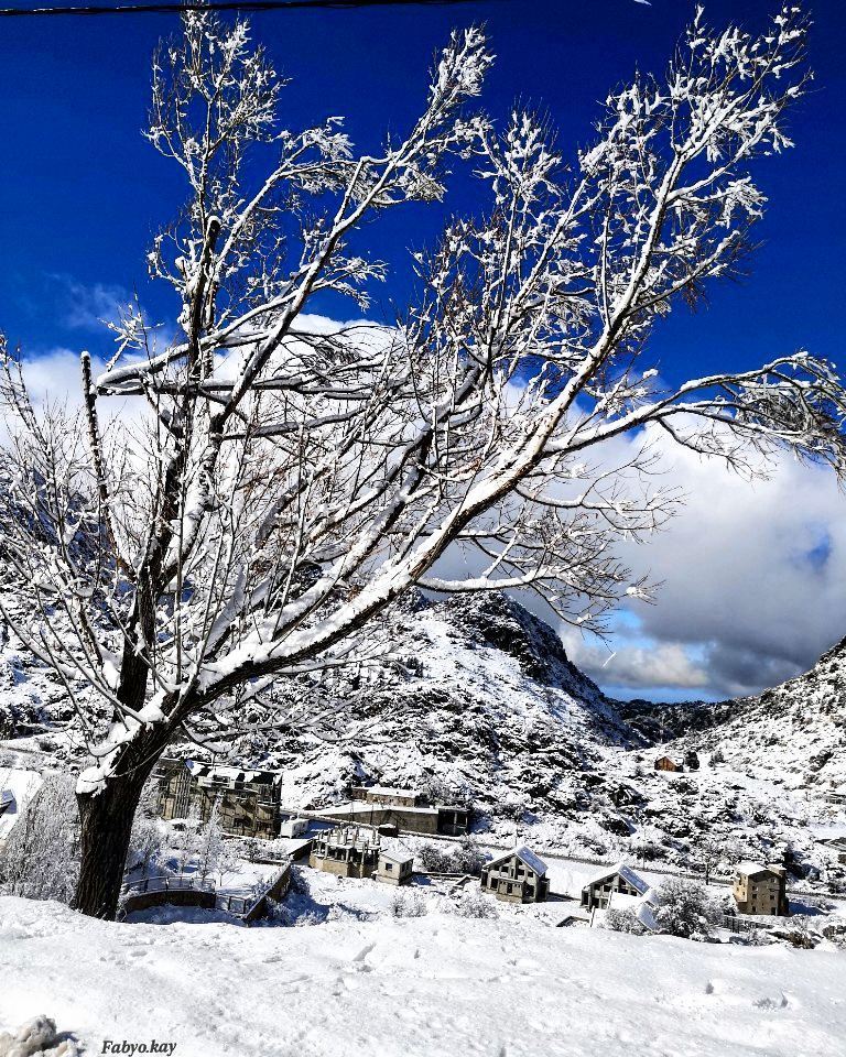 _________________________________________ MerryChristmas snow nature... (El Laklouk, Mont-Liban, Lebanon)