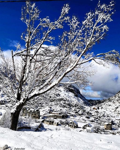 _________________________________________ MerryChristmas snow nature... (El Laklouk, Mont-Liban, Lebanon)