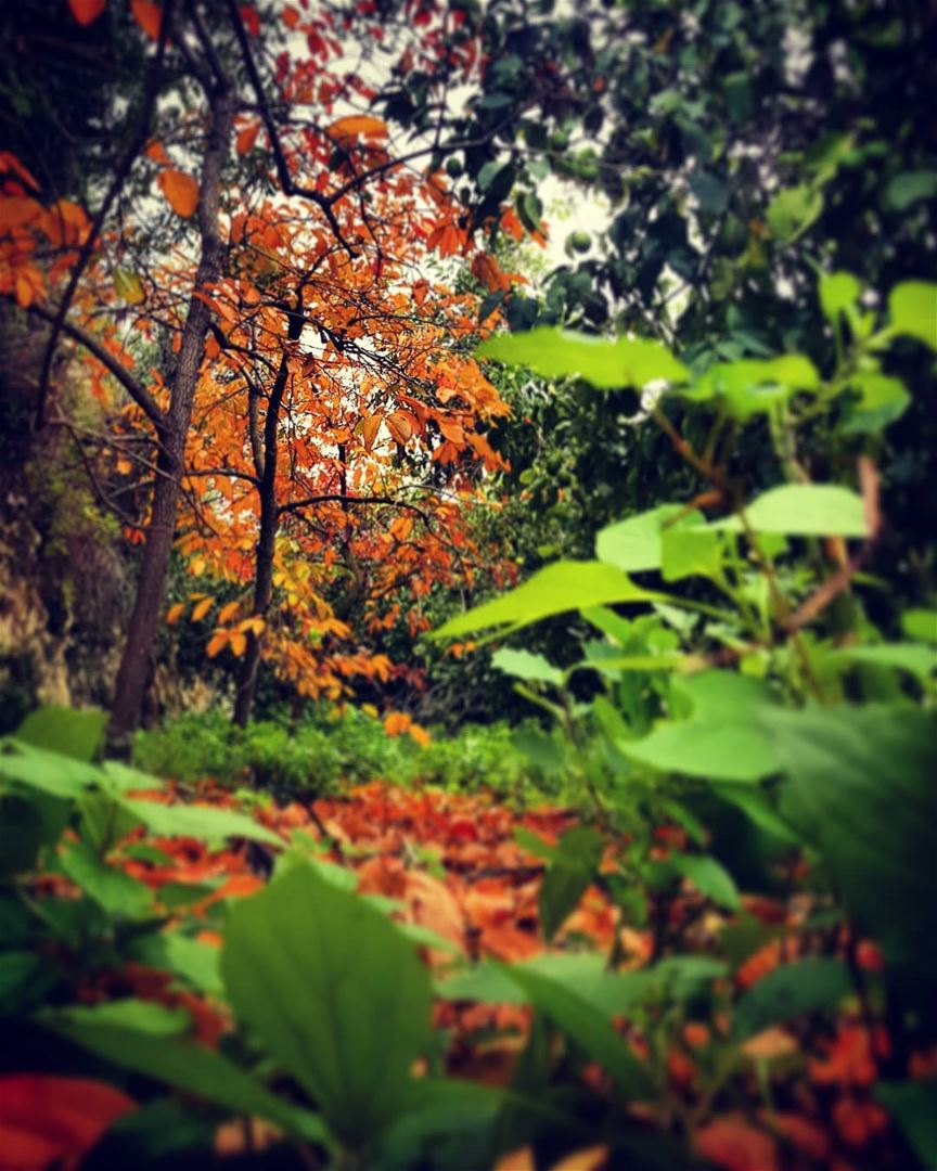 _Fallen leaves_ autumn  autumnleaves  autumncolors  autumn🍁  fallen ...