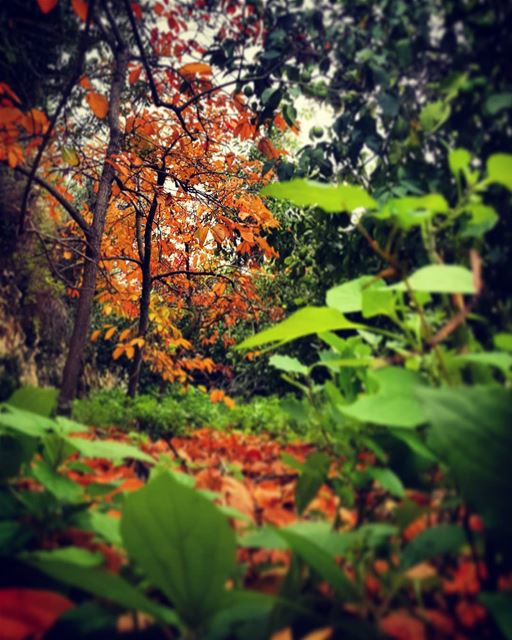 _Fallen leaves_ autumn  autumnleaves  autumncolors  autumn🍁  fallen ...
