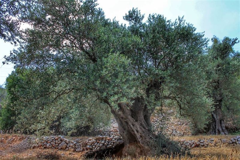 A 2000 years old Olive Tree...  kawkaba  lebanon  ig_lebanon ...