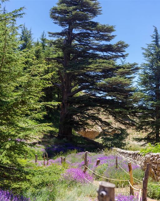 A beautiful day at the sunny  Cedars Forest in  Lebanon 🌺💯🌞🎉hope the... (El Arz, Liban-Nord, Lebanon)