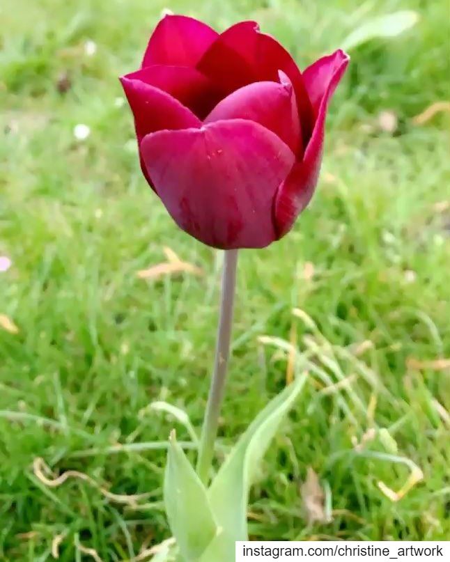 A beautiful petite Tulip flower, that grabbed my attention 🌷 💖 ........