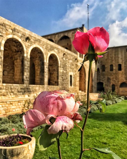 A bee was hiding in that waiting to scare the *** out of me 🐝🌺........ (Beiteddine Palace)