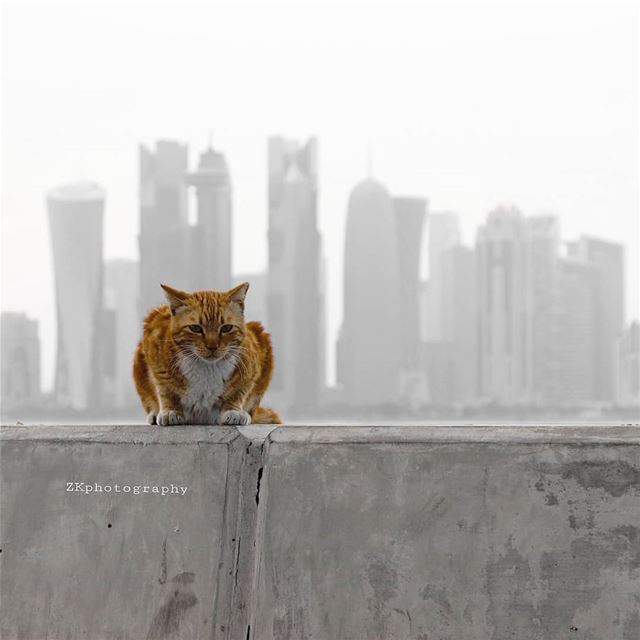 A cat in the city 🐺 * amazing_qatar  qatarism  bw_splash  clubasiapro ... (Doha)