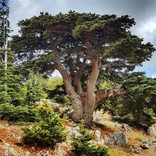A Cedar like no other  cedar  cedarsforest  cedartree  old  chouf  barouk ... (Arz el Bâroûk)