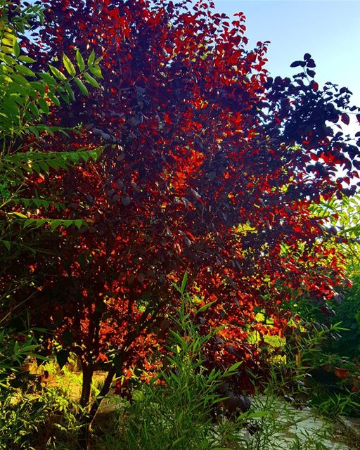 A color that defies the seasons...  prunetree  prunes  tree  deepred ...