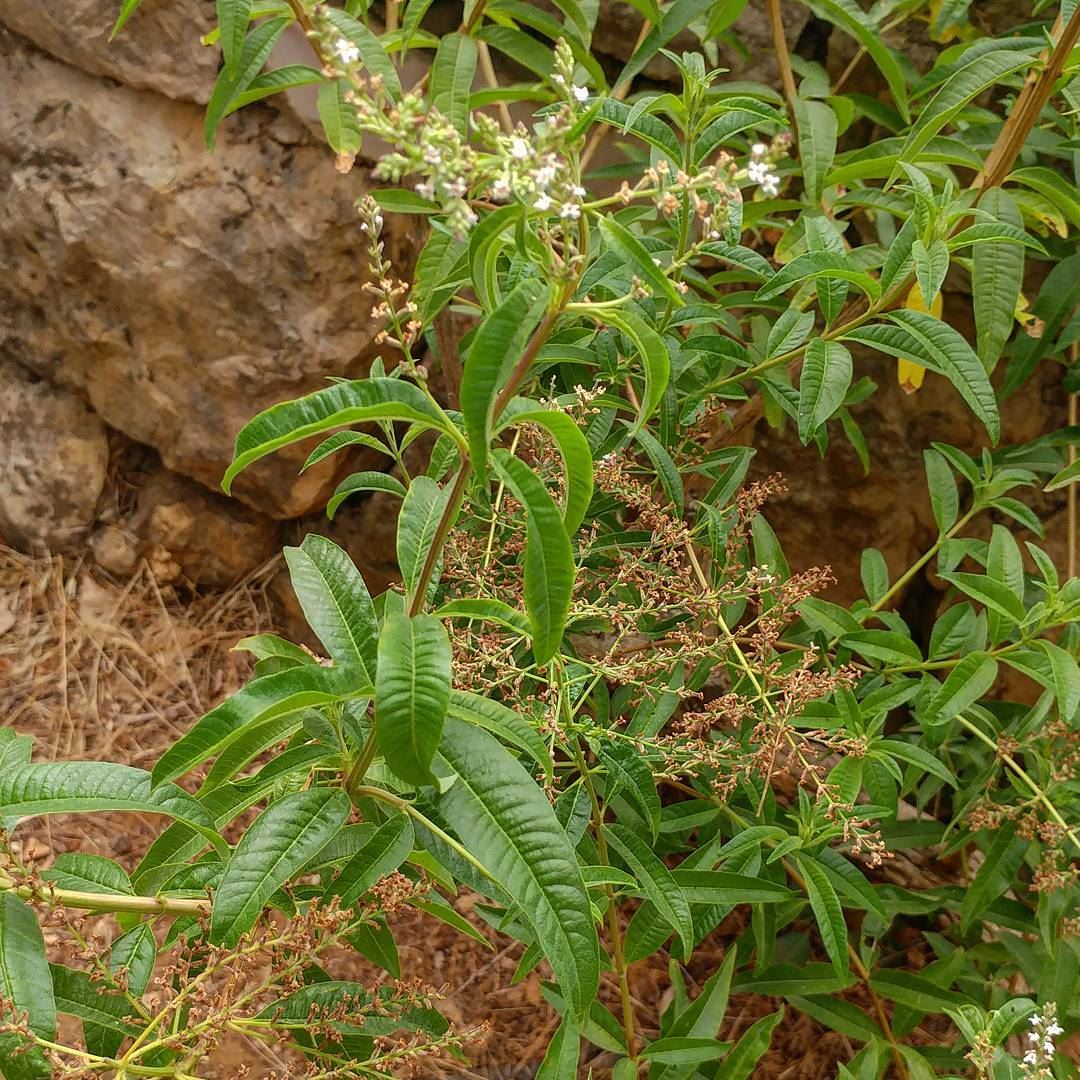 A couple sprigs of this verbena to infuse in hot water and drink to get... (Dayr Al Qamar, Mont-Liban, Lebanon)