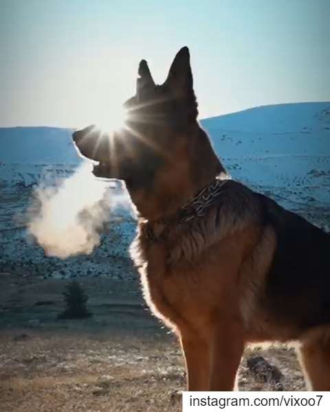 A dog is a man's best friend, but a German Shepard is a way of Life......