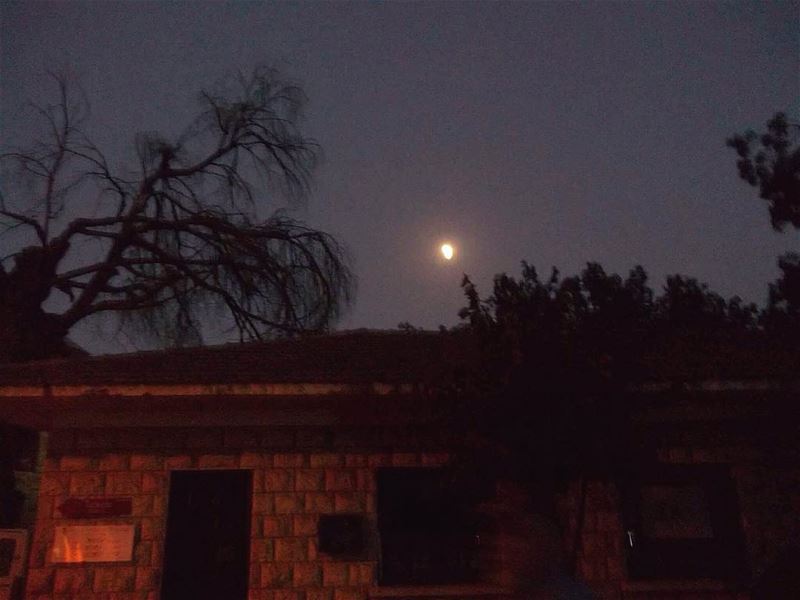 A late photograph 🌃 nightout  nightshoot  moon  moonlight  trees  bekaa ... (West Bekaa)