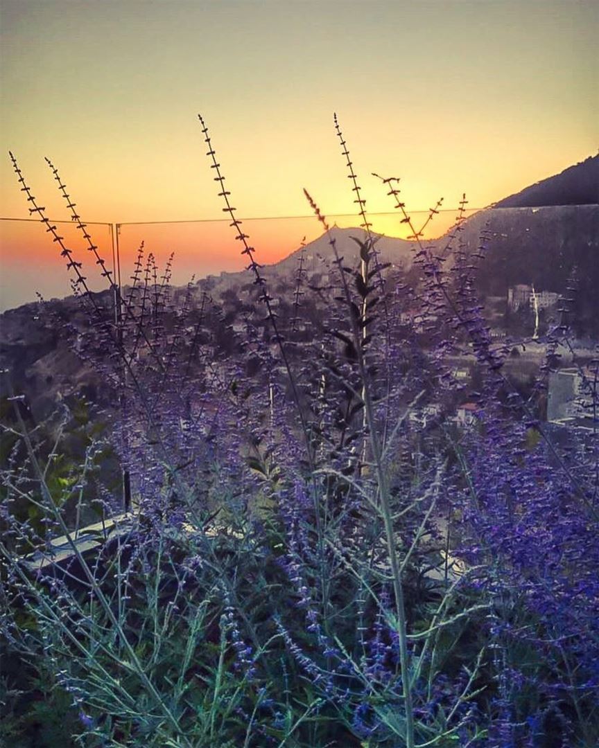 A lavender scented sunset from  Ehden 💜... (Ehden, Lebanon)