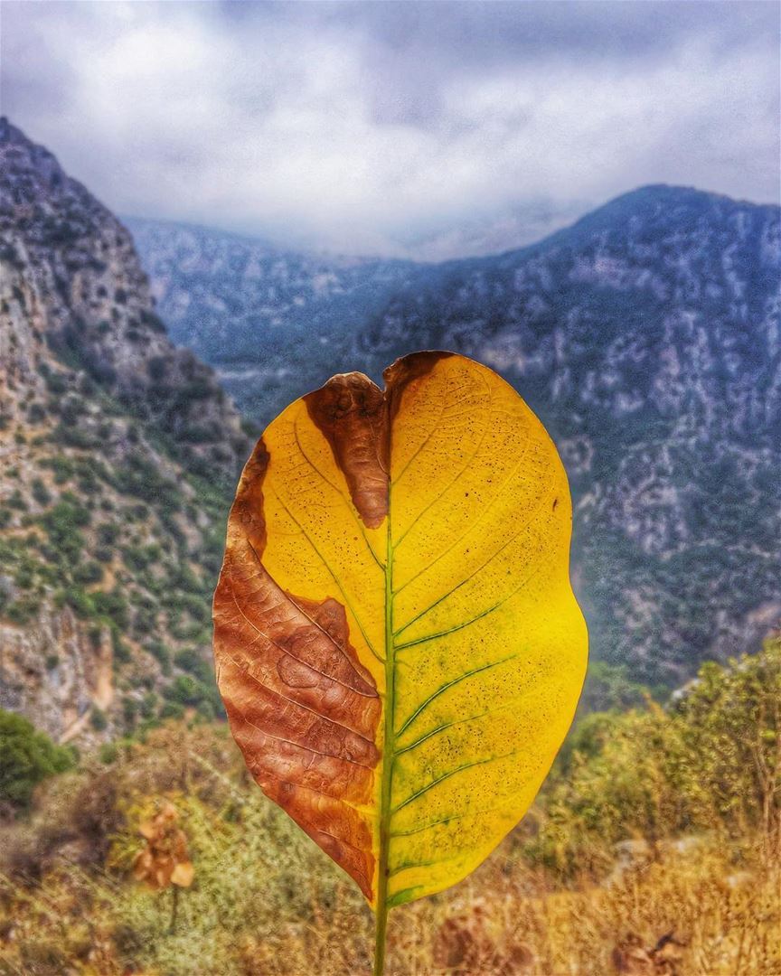 A leaf....A heart...A life🍂💛🙏________________________________________... (Ehden, Lebanon)