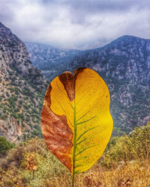 A leaf....A heart...A life🍂💛🙏________________________________________... (Ehden, Lebanon)