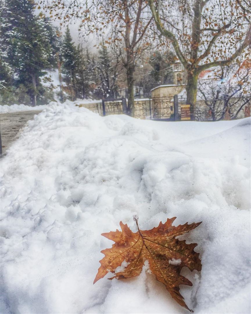 A leaf falling like a tear on the snow Saying goodbye to autumn that ends... (Ehden, Lebanon)