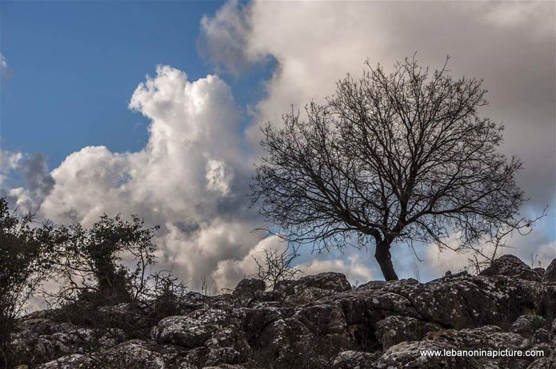 A lonely tree waiting for spring to come...  lebanoninapicture ... (Yaroun - South Lebanon)