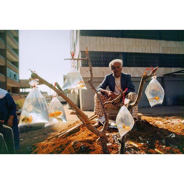 A man sells goldfish in baggies tied to a tree branch in Beirut 1983 .