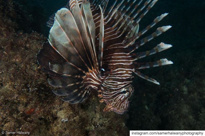 A name that says it all: The Lionfish!Shot in  beirut  lebanon ...