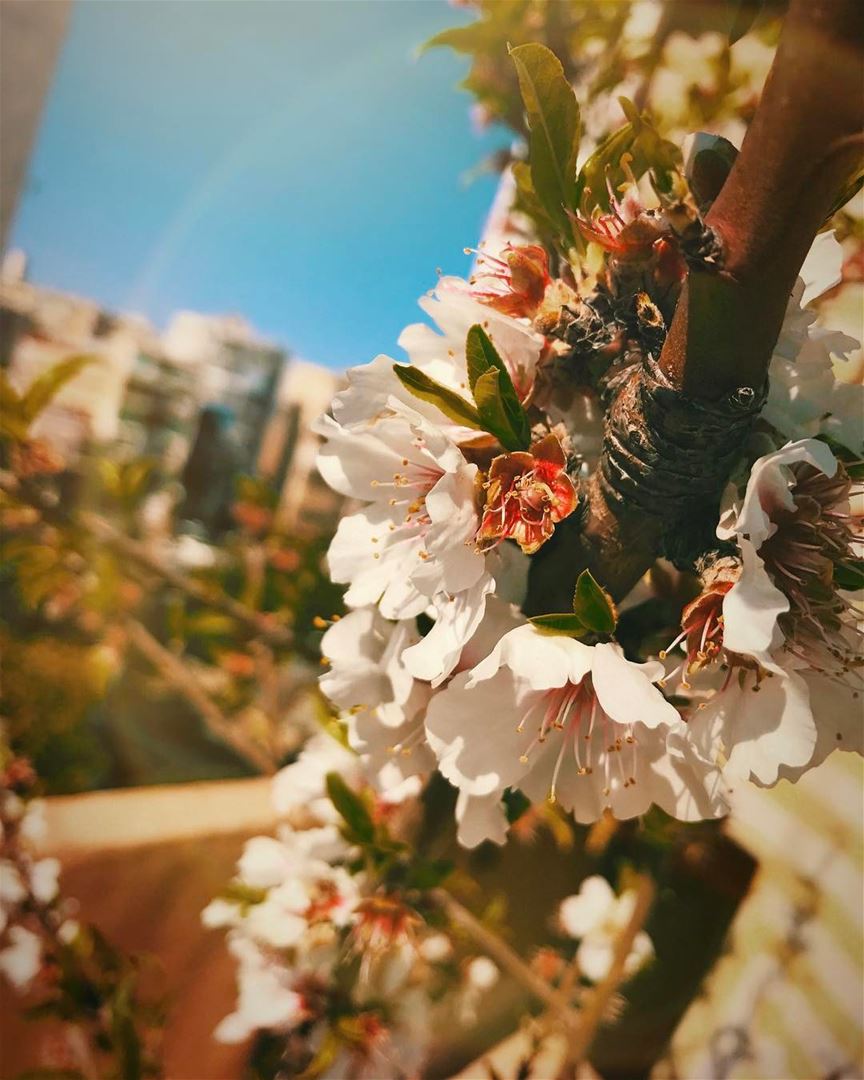 A New Beginning...  🌸  flower  flowerpower  photooftheday  spring ... (سن الفيل)