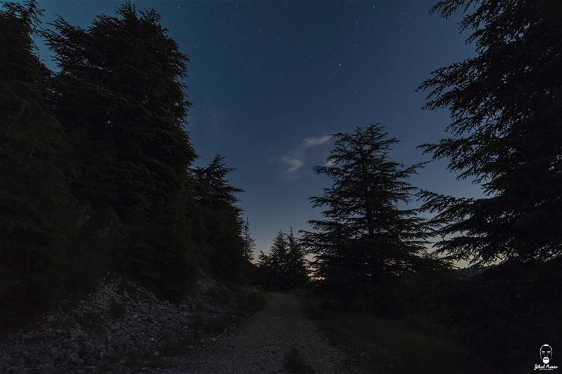 A night walk in the forest @liveloveshouf @livelovelebanon @liveloveainzhal
