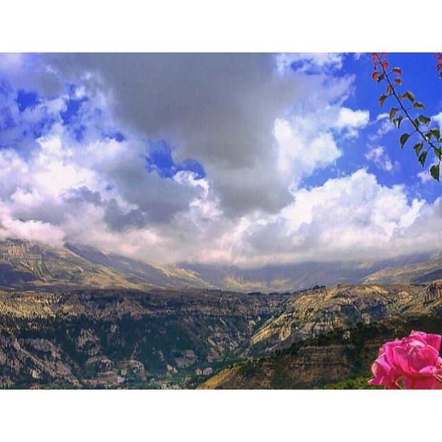 A Rose overlooking the mountains 🌺______________________________________...