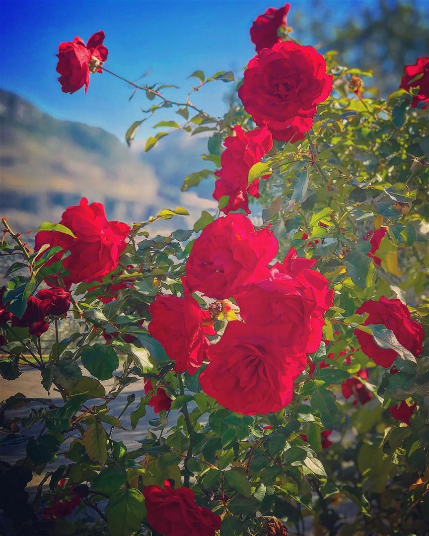 A Rose 🌹 speaks of Love ❤️ silently in a language known only to the heart... (Mount Lebanon Governorate)