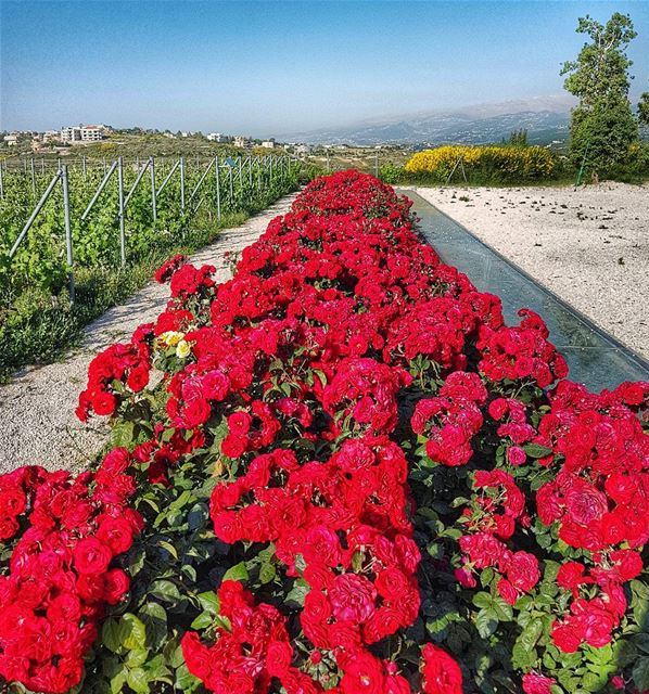 A sea of red  rose  flowers  red  nature  spring  livelovelebanon ... (Ixir Winery)
