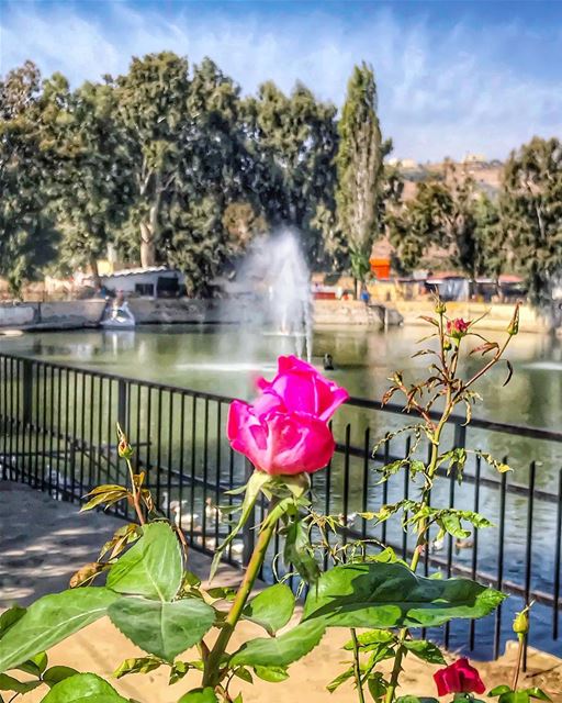 A single rose can be my garden.. a single friend, my world - Leo Buscaglia... (El Khiâm, Al Janub, Lebanon)