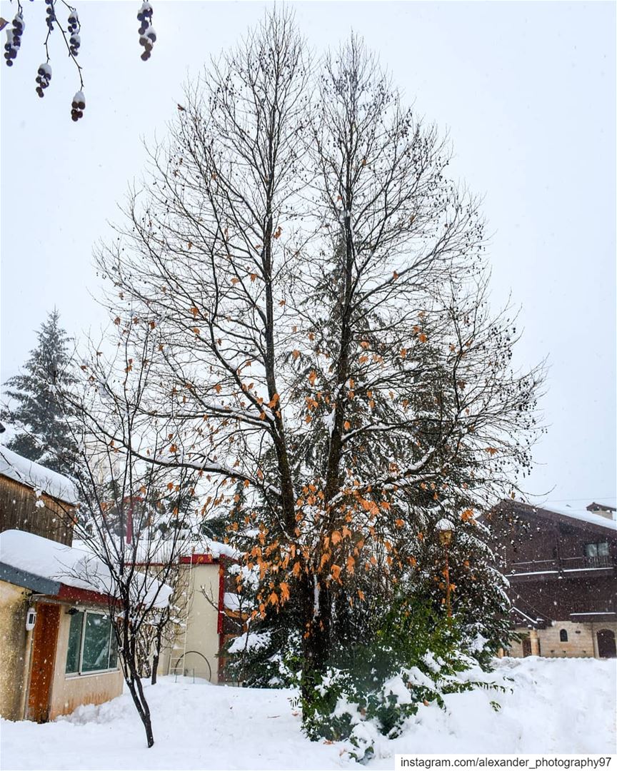 A snowy 2019 Start ❄️❄️ - Mzaar Kfardebian in the heart of the snowstorm 💖 (Mzaar Kfardebian)