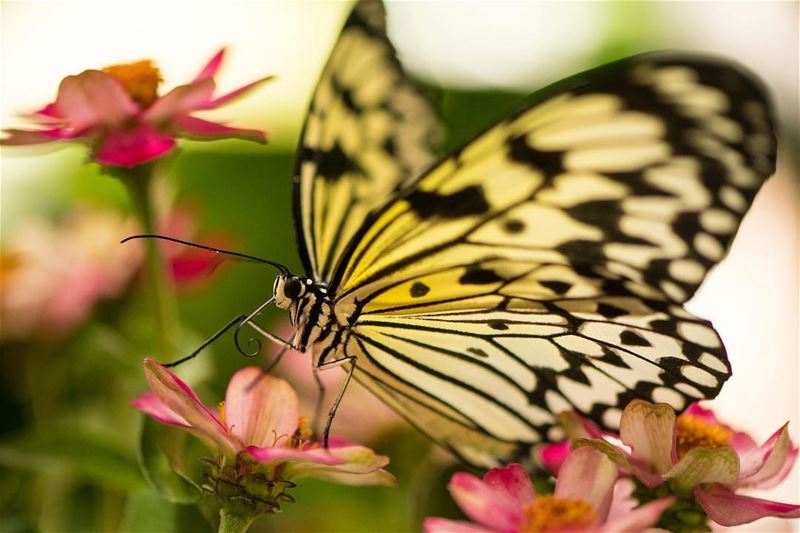 A spring Message... shot in  butterfly  garden  uae  photography  macro ...