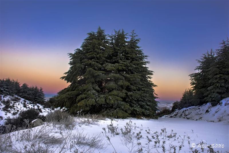 A sunrise over the Lebanese Cedars worth staying up to witness!  lebanon ... (Al Shouf Cedar Nature Reserve)