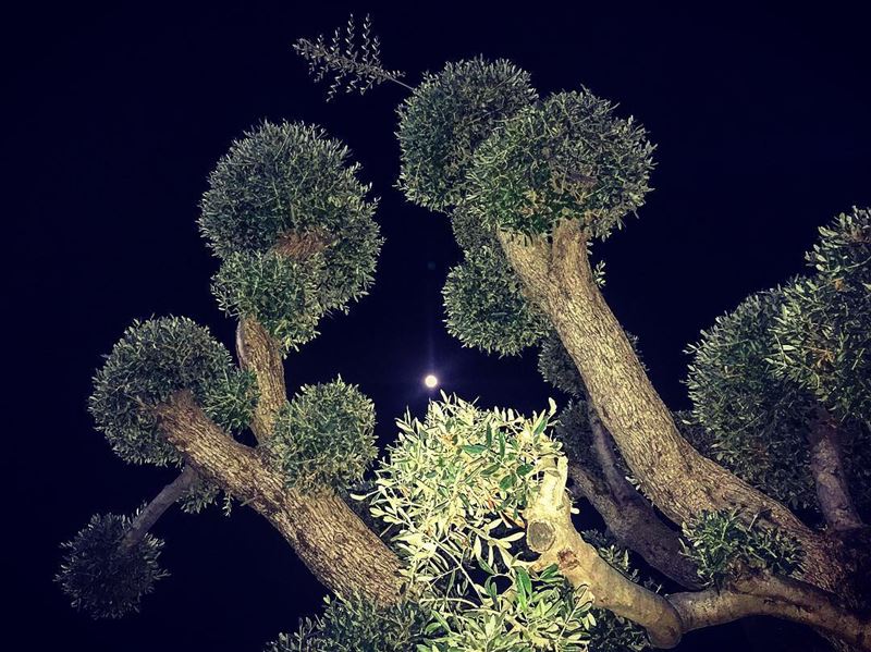 A sweet  fullmoon  goodnight 🌿🌕 lebanon  lebanon_hdr  livelovealey ... (Aley EquiClub)