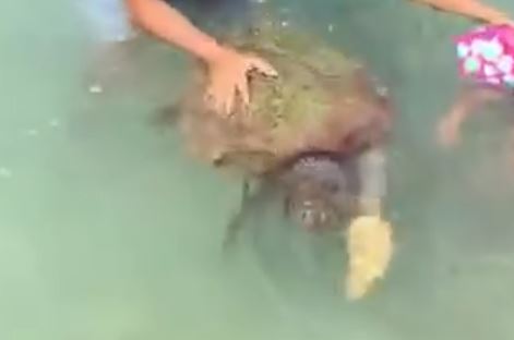 A Turtle in Kfarabida Beach Batroun