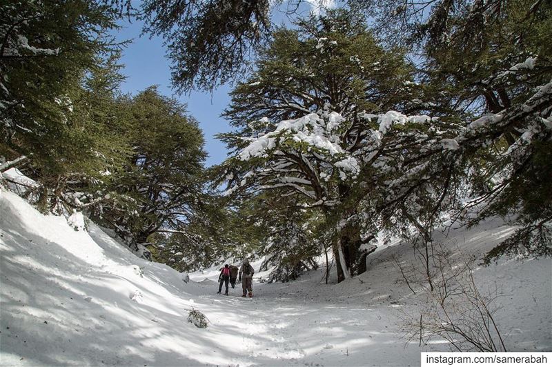 A walk in the wild.......... snow  wild  forest  tree  cedars ... (Shouf Cedar Ain Zhalta)