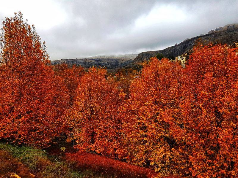 Absolute fall at the end of  November  fall  autumn  colors ... (Faraya, Mont-Liban, Lebanon)