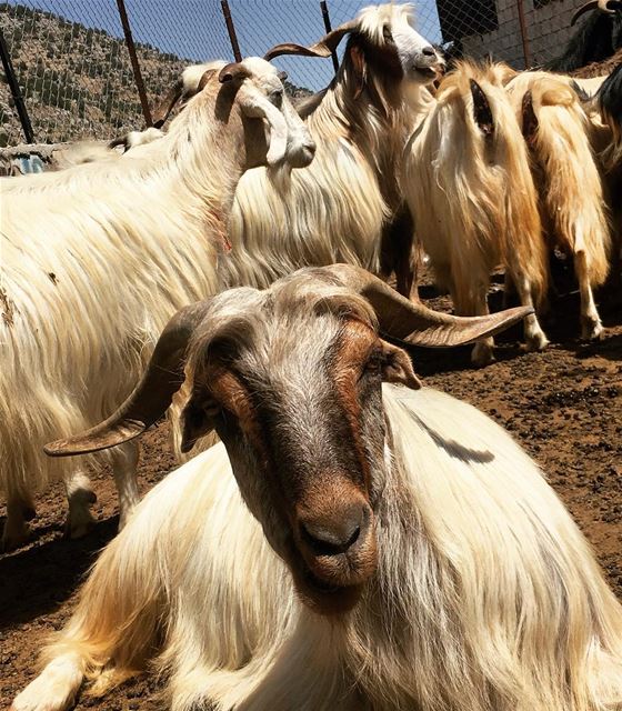 Acquaintance  goats  animals  streetphotography  cheeba  mountains  farm ... (Cheeba)