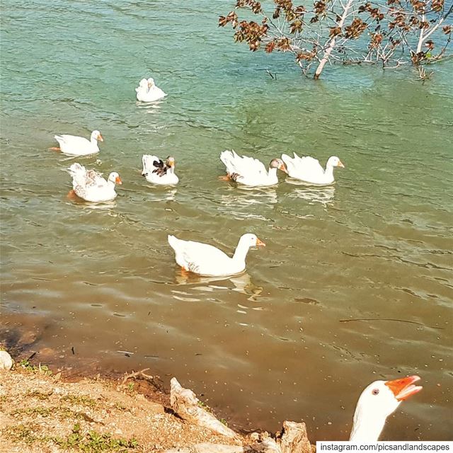 Admire the graceful and beautiful swans 🦢 swan swanlake... (Deïr Taanâyel, Béqaa, Lebanon)
