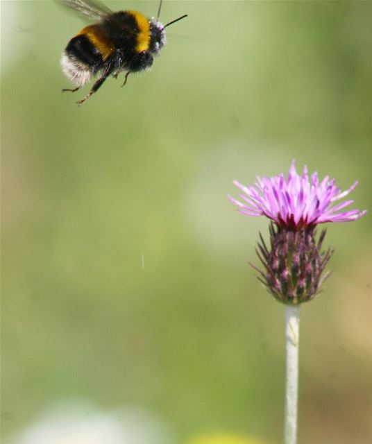"Aerodynamically, the bumble bee shouldn't be able to fly, but the bumble...