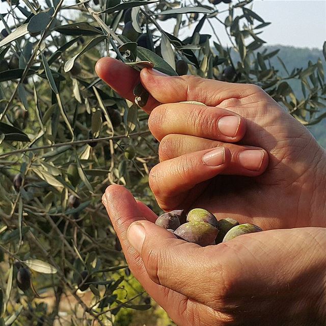 After another active day between olive grove and olive press, a fresh...
