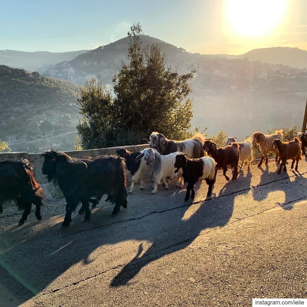 Afternoon walks...  lebanon  baskinta  livelovelebanon  goats  🐐 ... (Baskinta, Lebanon)