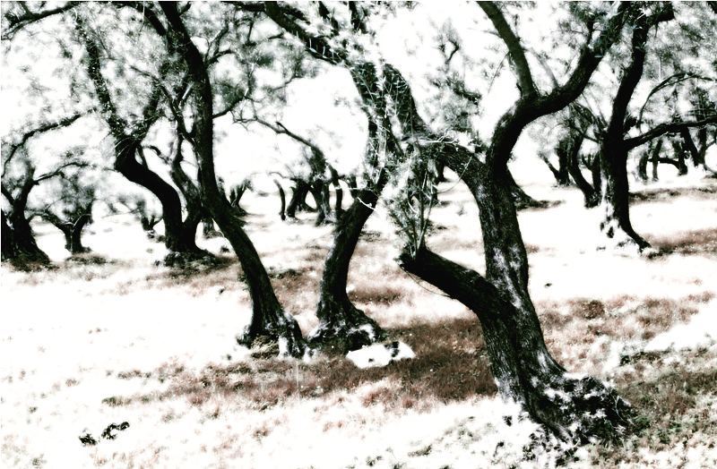 Aged olive trees of lebanon. immortal  trees  black  sleepyhollow  gothic... (Joûn, Liban-Sud, Lebanon)