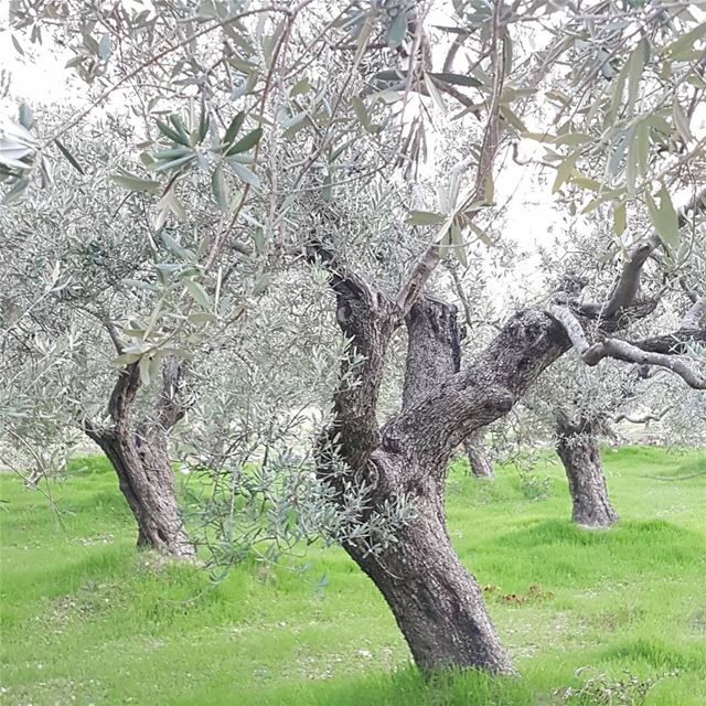 Alice in wonderolives ;)Wandering in the olive groves of Kfarhata,... (Kfarhata- El Koura)