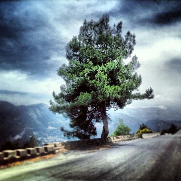 Alive  lebanon  landscape  qadisha  valley  trees  sky  roadtrip  life ...