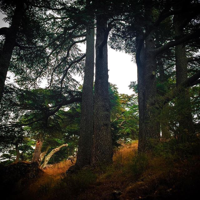 All enduring things are wild and free... lebanon  cedars ... (The Cedars of Lebanon)