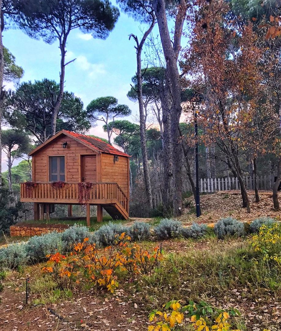 All you need is love & a little cabin 🍁🏡 ... (La Maison de la Forêt)