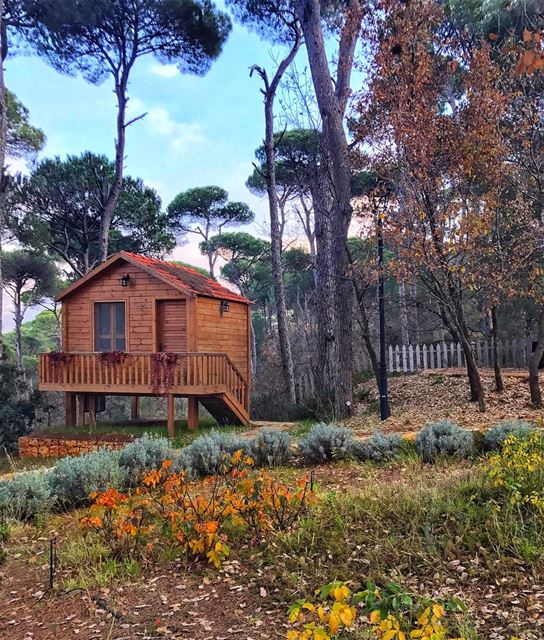 All you need is love & a little cabin 🍁🏡 ... (La Maison de la Forêt)