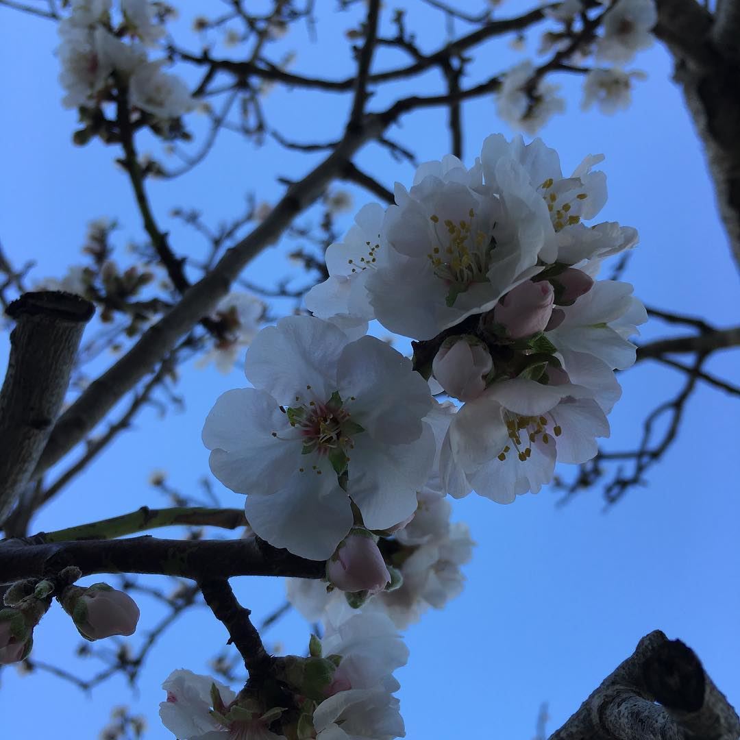 almond  tree  flowering  flower  Dalhoun  Lebanon ...