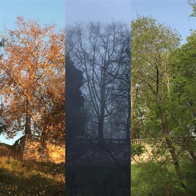 (Almost) same frame different seasons from golden fall colors to winter... (Rayfun, Mont-Liban, Lebanon)
