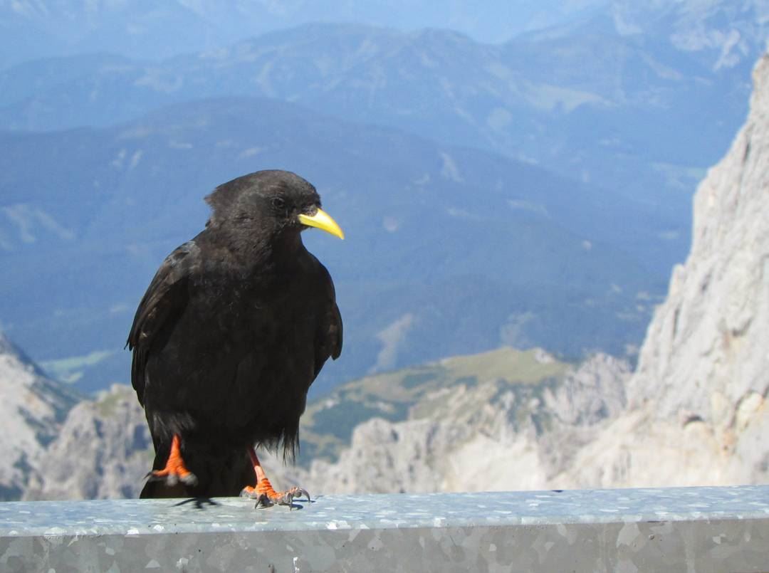  alpine  crow 🐦  alpes  dachstein  perfect  mountains  austria ... (Dachstein Mountains)