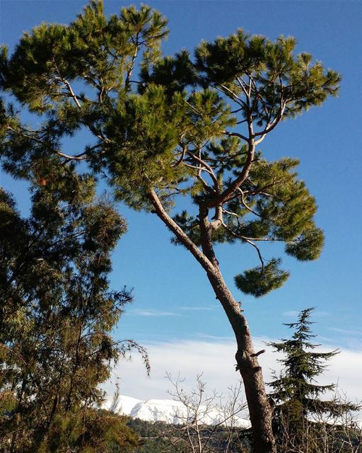 Always loved pine tree; fun childhood memories, gathering pine cones,... (Chouf)